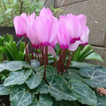 mineo利用者のイメージ画像