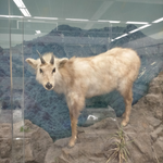 日本通信SIM利用者のイメージ画像