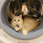 povo利用者のイメージ画像