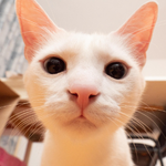 楽天モバイルを通話のみで利用しているユーザーのイメージ画像