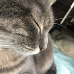 ソフトバンクから楽天モバイルへ乗り換えたユーザーのイメージ画像