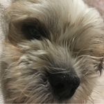 ソフトバンクから楽天モバイルへ乗り換えたユーザーのイメージ画像